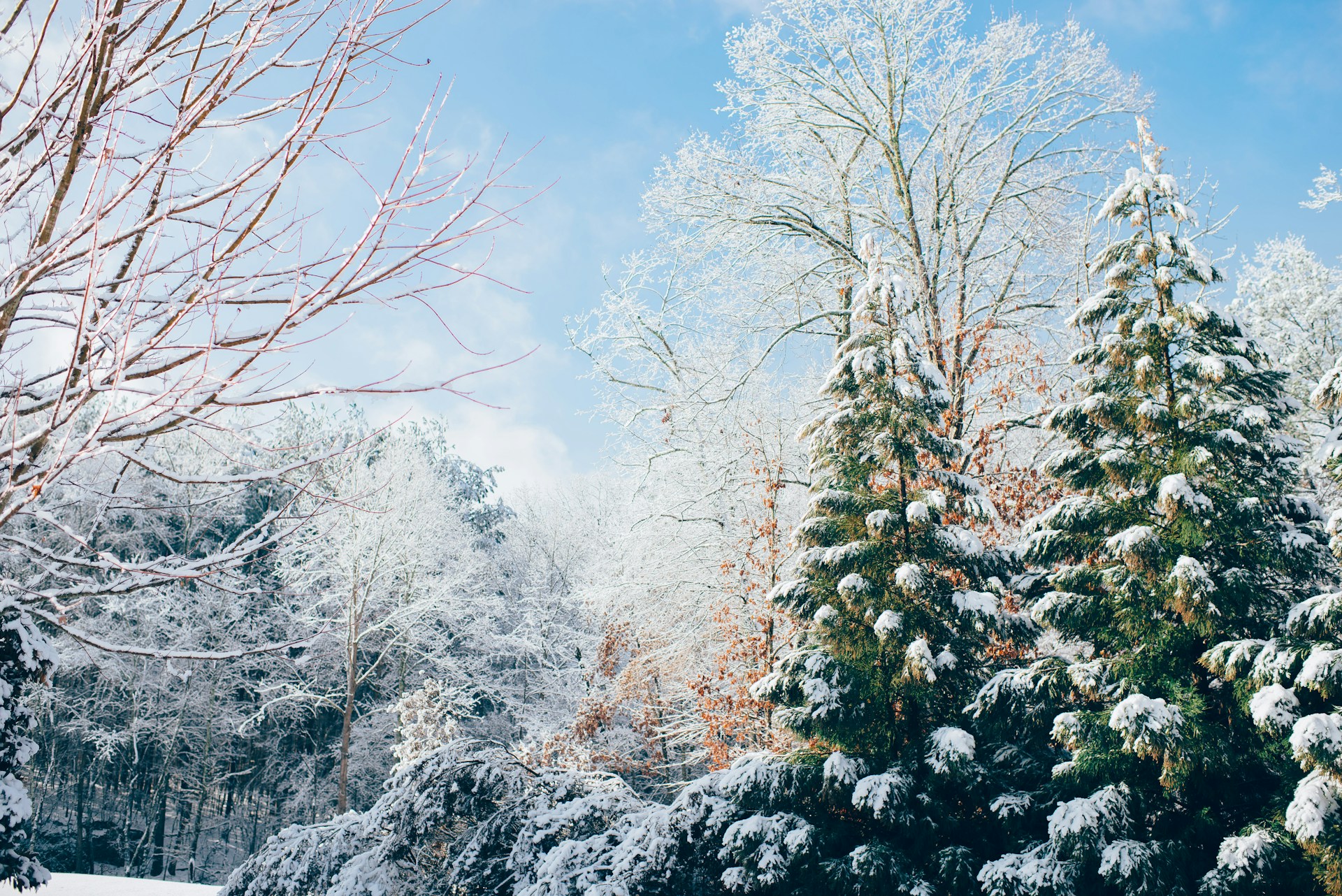 Trees with snow