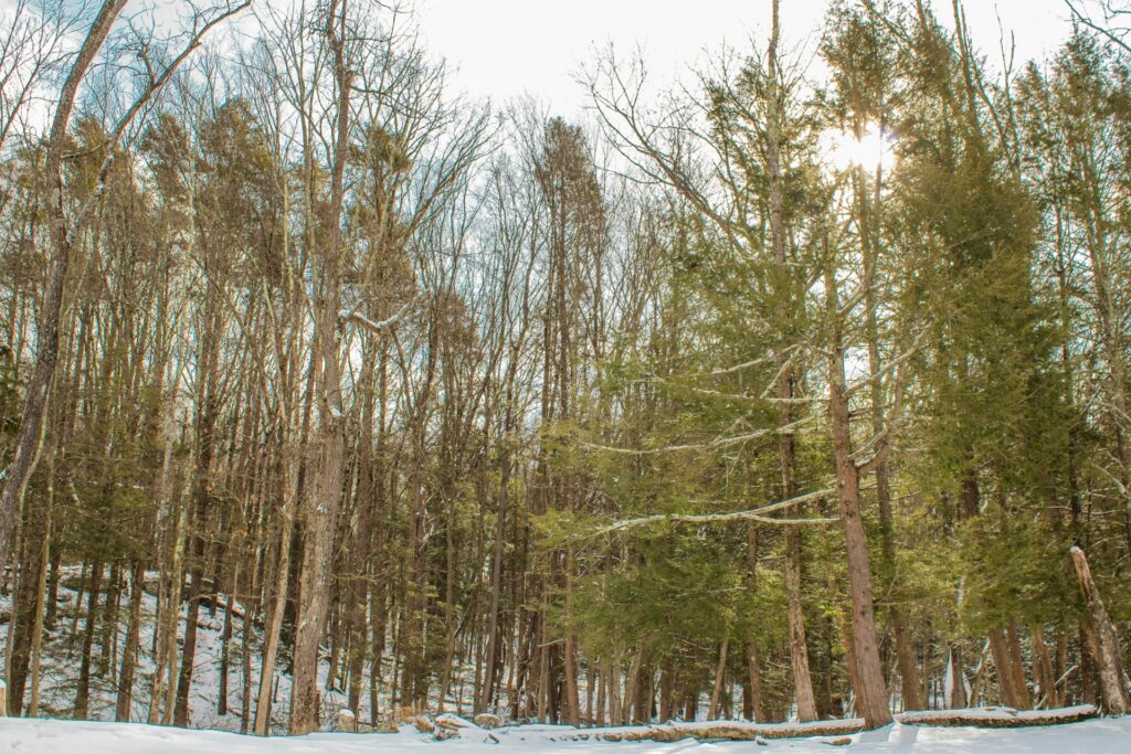 Winter scene in the Pocono Mountains